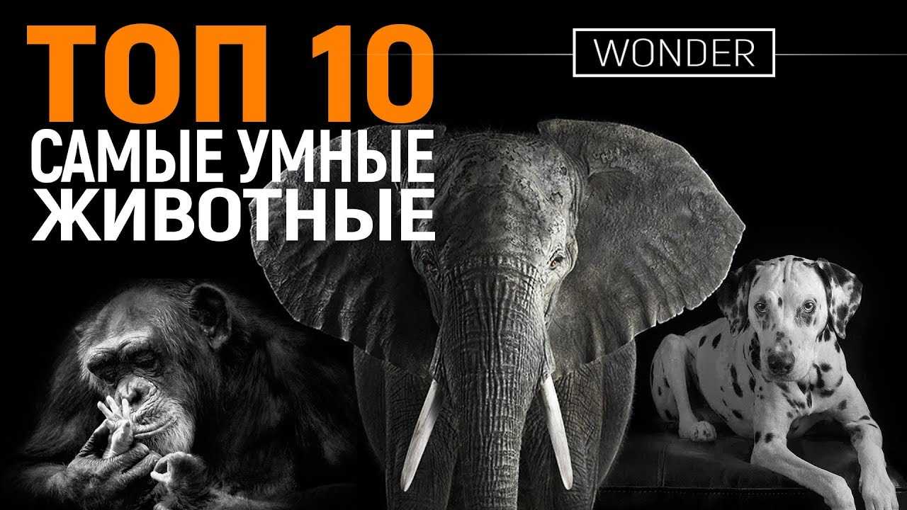 Интересные факты о слонах :: инфониак