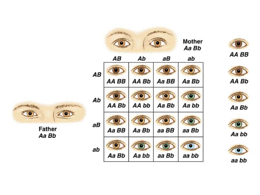 Когда меняется цвет глаз у новорожденных детей окончательно: особенности формирования
