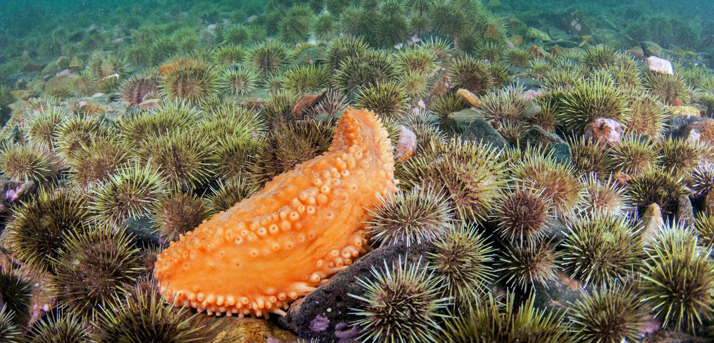 7 важных открытий в исследовании океана 2021 года