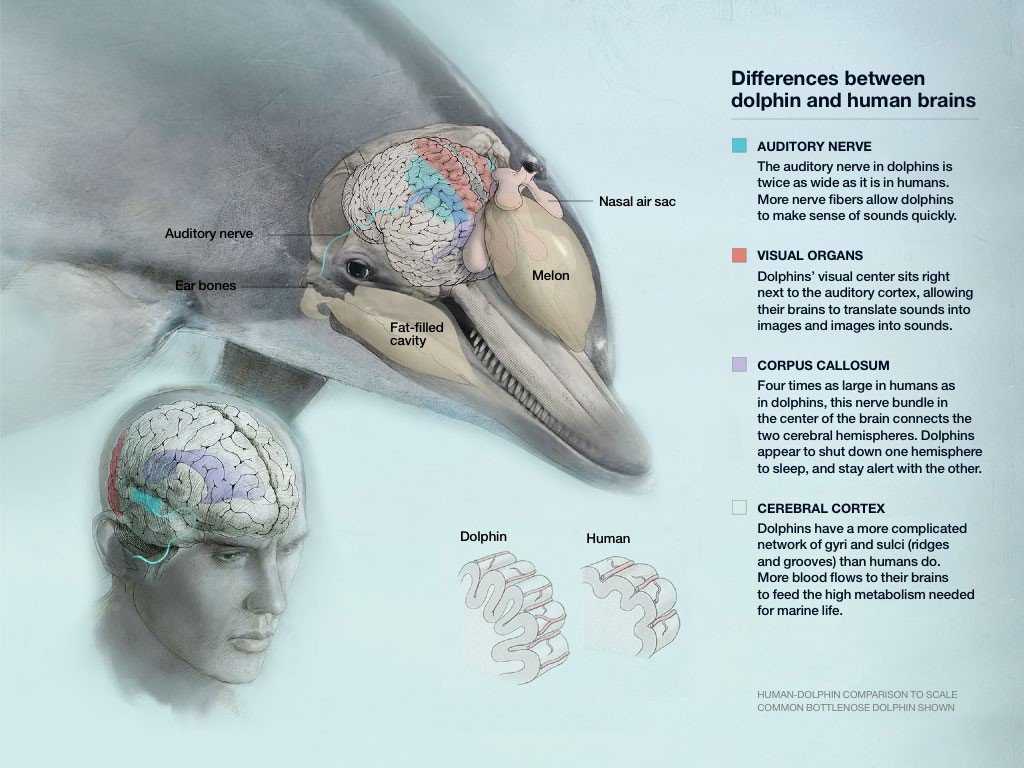 Мозг изучен на процентов. Мозг дельфина и человека. Строение мозга дельфина. МОЗ Дельфин АИ человека.