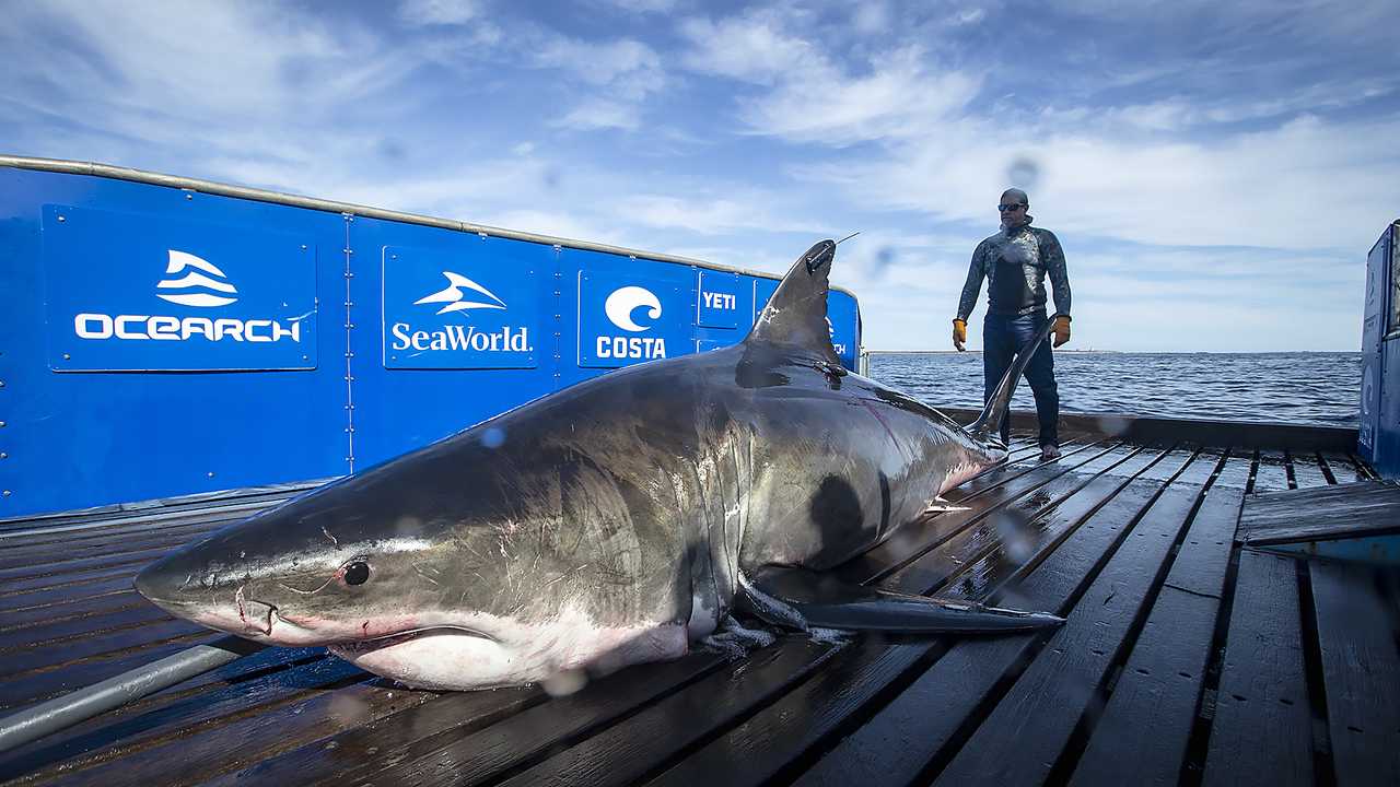 25 лучших фильмов об акулах