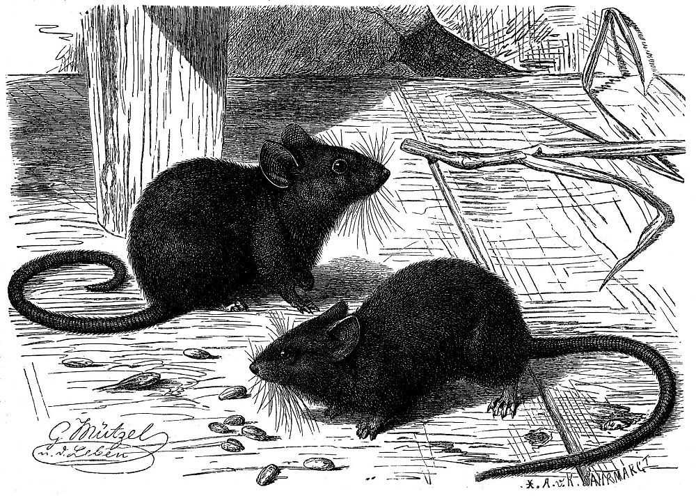 Сыррр! 9 самых знаменитых крыс и мышей в кинематографе: 𝚷𝚲𝐎щ𝐀𝐃𝐊𝐀 𝐌𝖀𝐗𝐀𝖀𝚲𝐀 𝐌𝐎𝐏𝐎𝟑𝐀 newsland – комментарии, дискуссии и обсуждения новости.