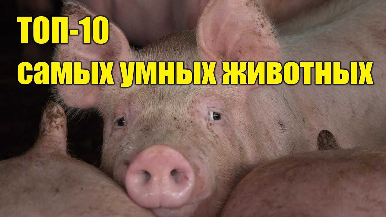 Слон животное. описание, особенности, виды, образ жизни и среда обитания слона