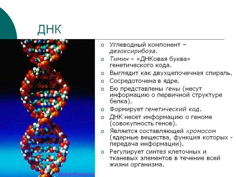 Наследственная информация ген. Код ДНК. ДНК человека генетический код. Коды ДНК человека. ДНК наследственный код.
