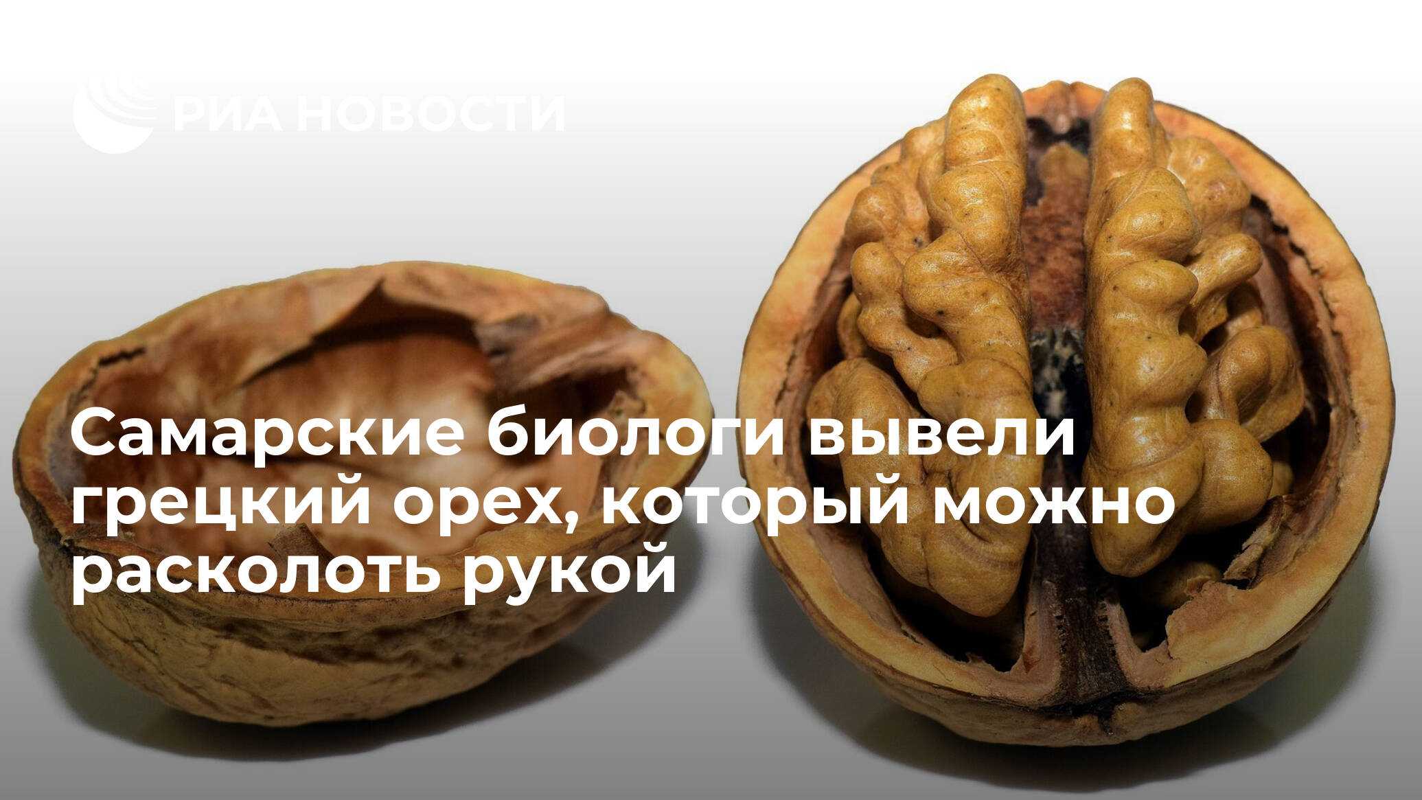 Биологи самарского университета вывели два новых сорта грецких орехов - волга ньюс