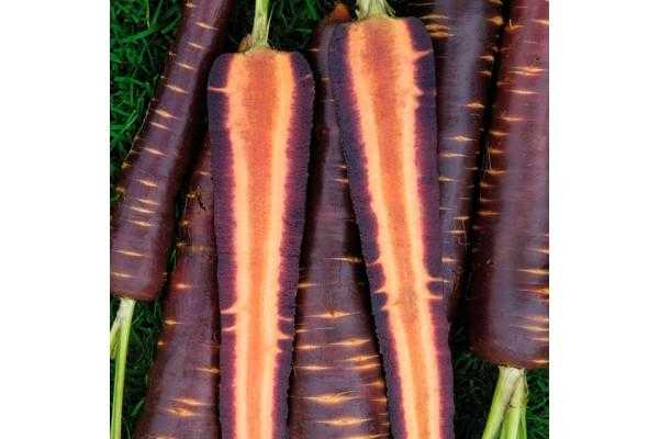 Удивительна фиолетовая морковь