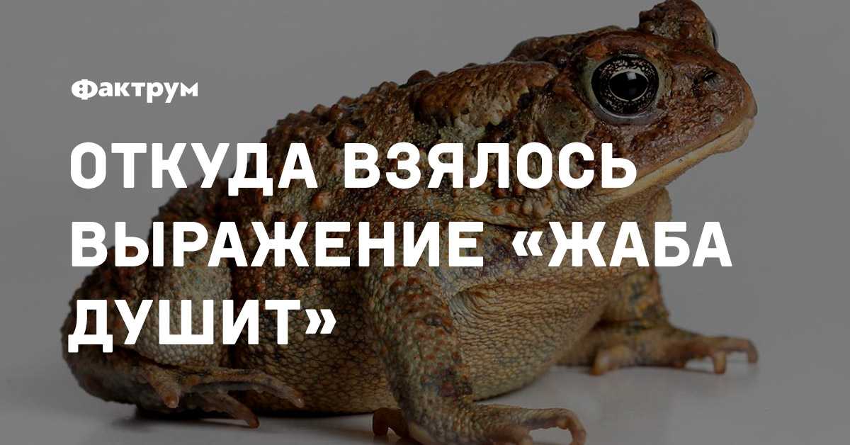 Выражение душить. Жадная жаба. Выражение жаба душит. Откуда выражение жаба душит. Фразеологизм жаба душит.