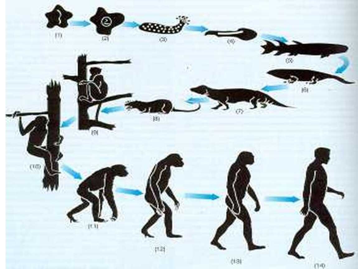 Теория эволюции