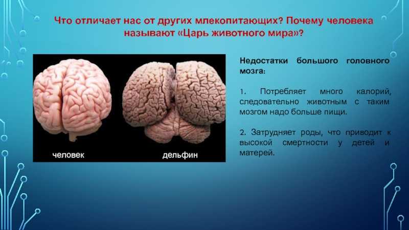 Мозг человека используется на процентов. Головной мозг дельфина и человека. МОЗ Дельфин АИ человека. Мозг человека и мозг дельфина в сравнении.