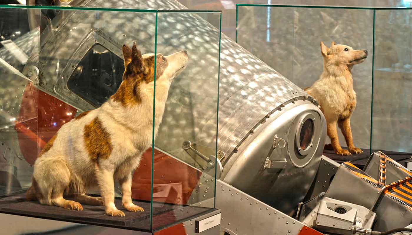 История первого полёта белки и стрелки в космос и дальнейшая судьба собак